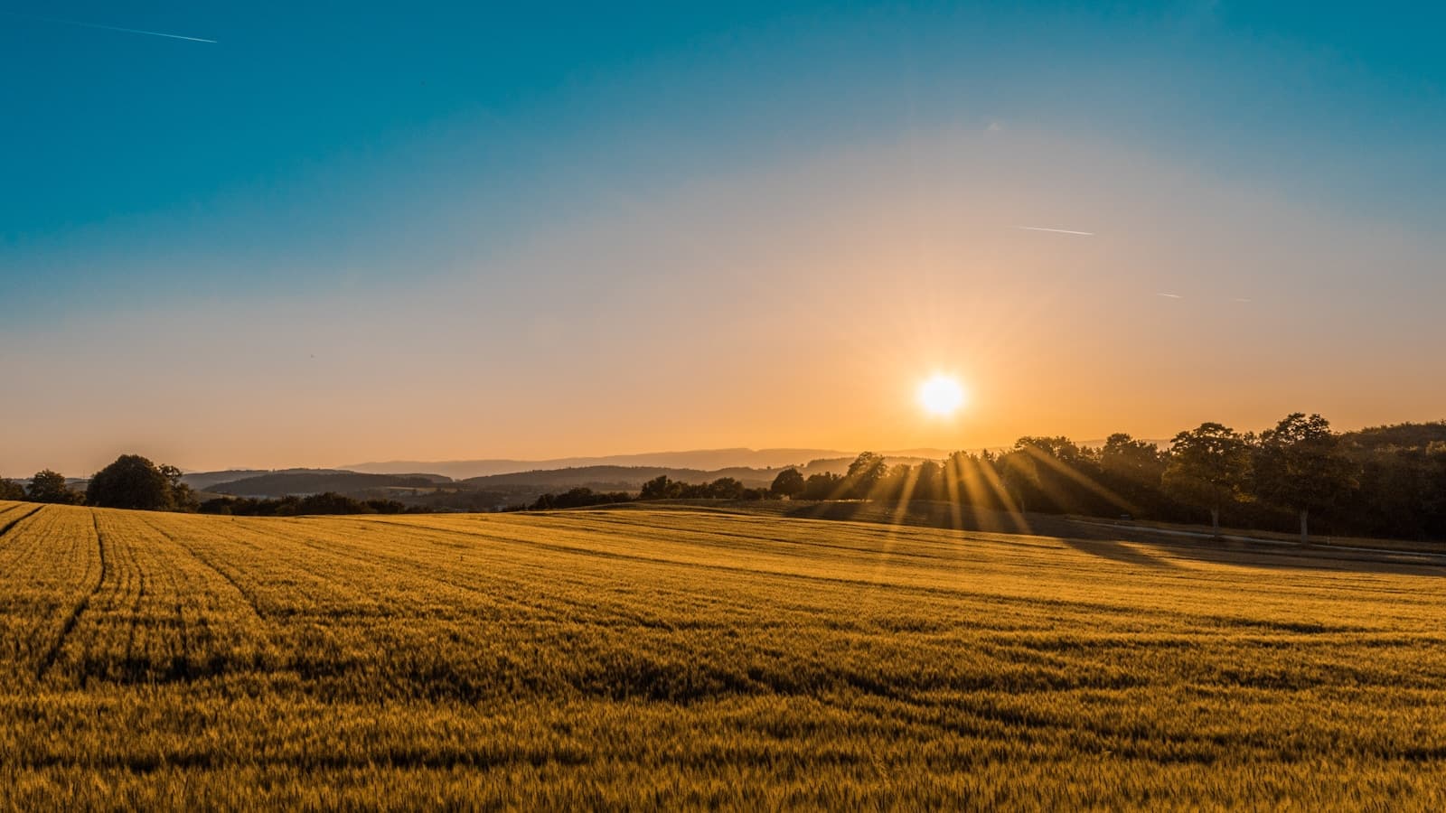 Kornåker i kveldssol — illustrasjonsfoto